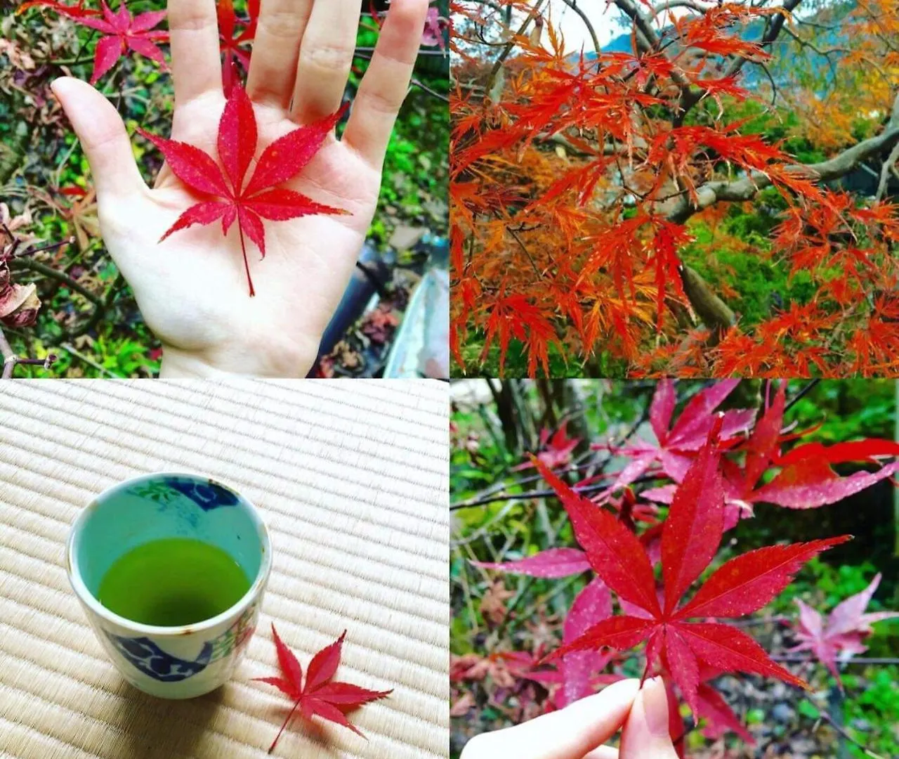 Vanguard Backpackers Sagamihara